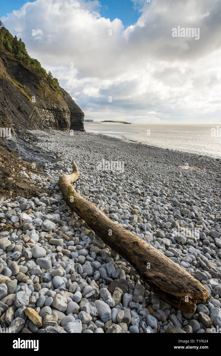 A large weathered piece of driftwood near Bull's Nose on the pebble beach at Barry, South Wales Stock Photo