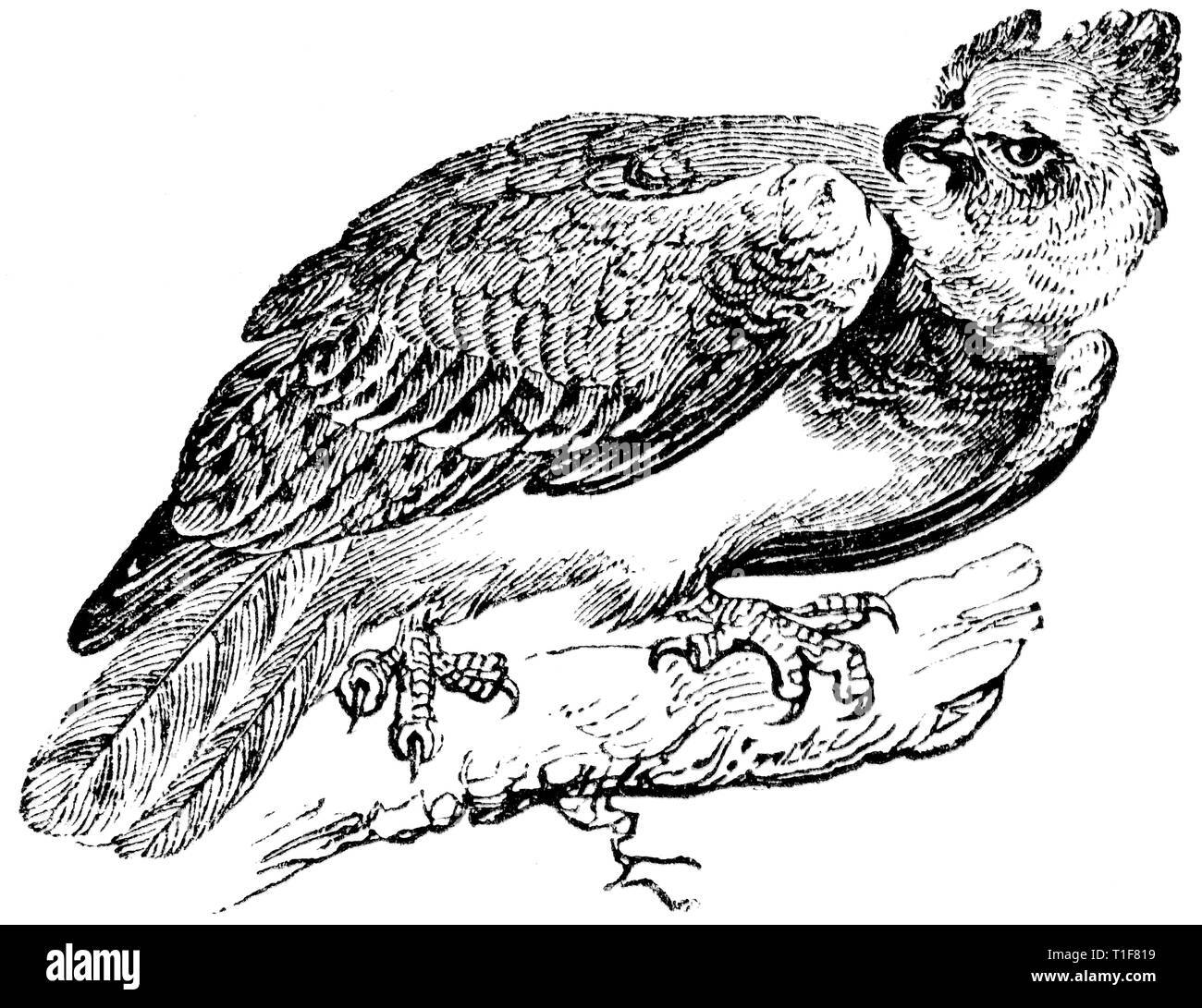 Wood cut engraved illustration, taken from 'The Treasury of Natural History' by Samuel Maunder, published 1848 Stock Photo