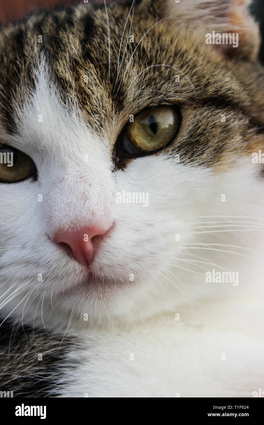 White cat close up face hi-res stock photography and images - Alamy