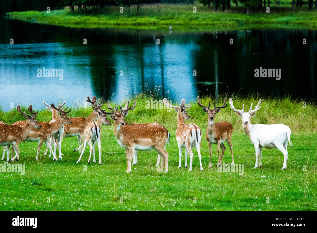 A big herd of deers standing together on a green field and watching. Stock Photo