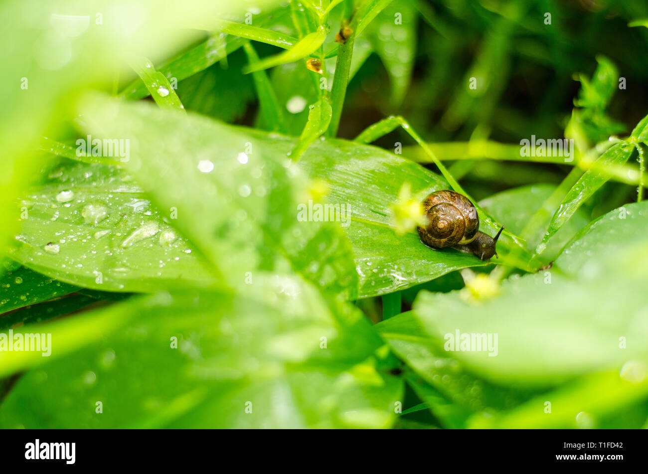 Little snail with brown shell on a large green leaf around a lot of ...