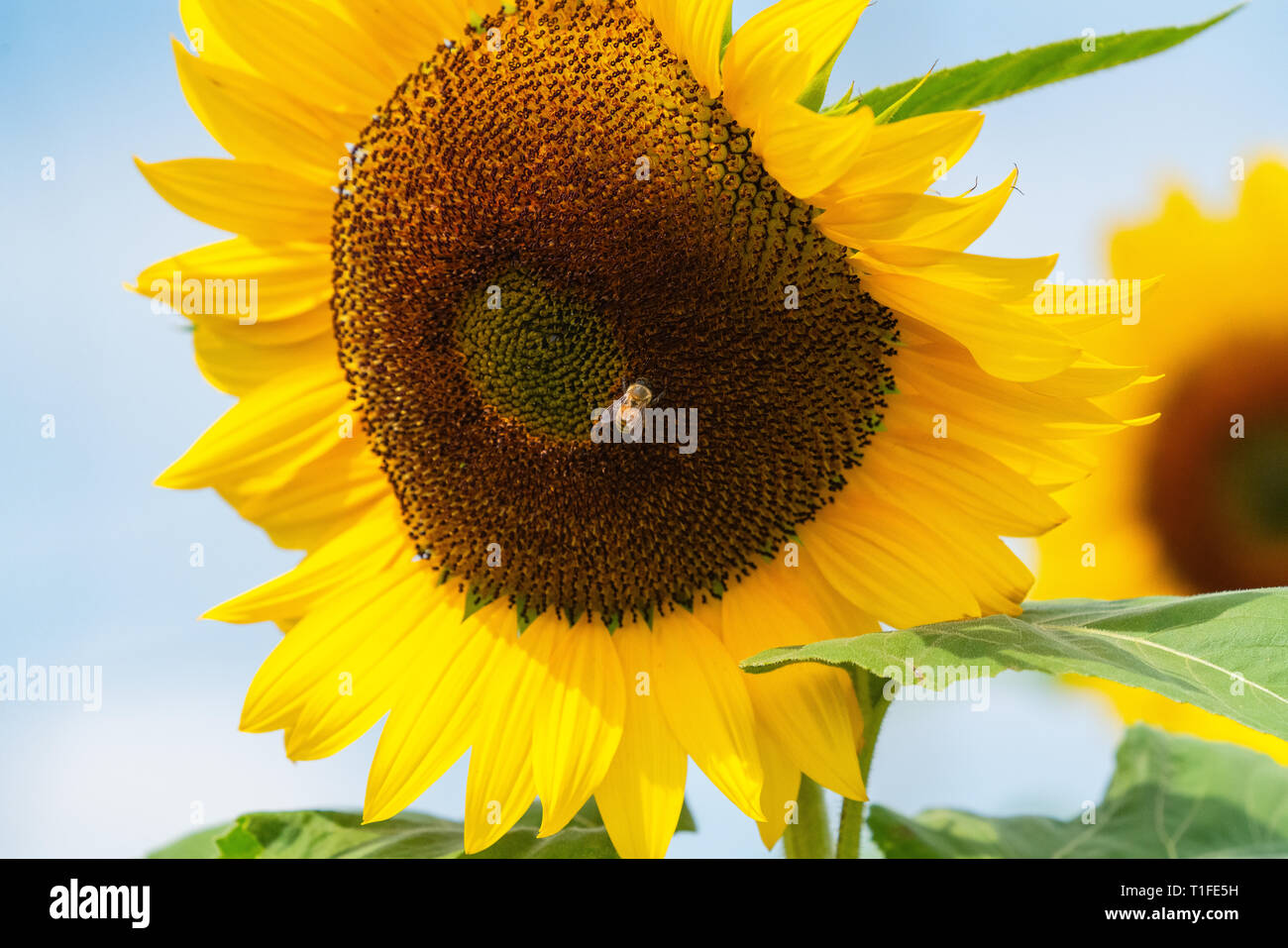 Yellow vibrant sunflower and honey bee with bright blue sky background with bees pollinating the flower. Stock Photo