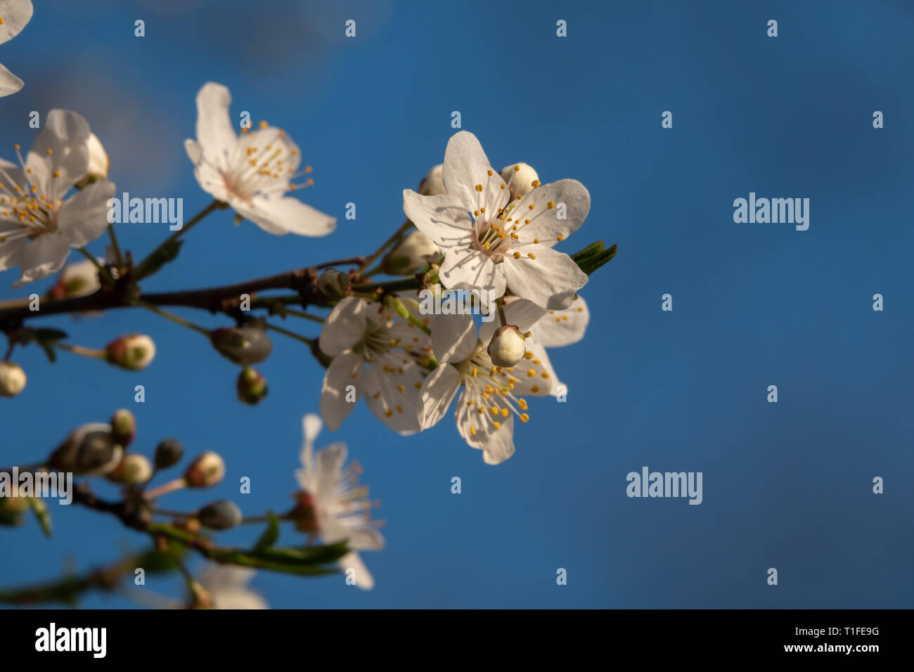 Gorgeous cherry bloom season hi-res stock photography and images - Alamy