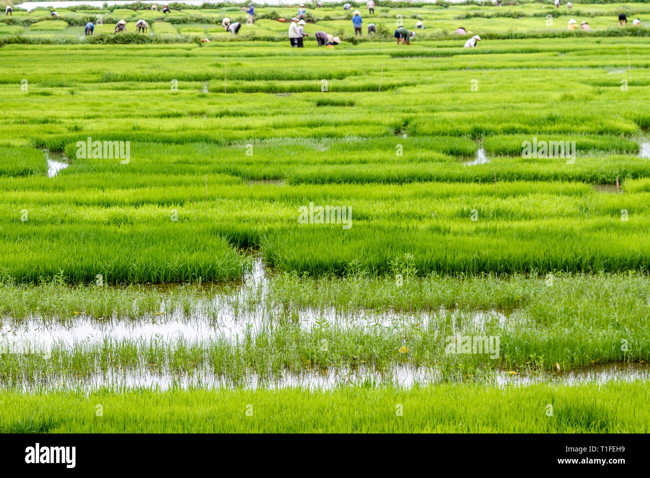 Heart Rice Paddy Rice paddy vietnam conical hat hi-res stock photography and images - Alamy