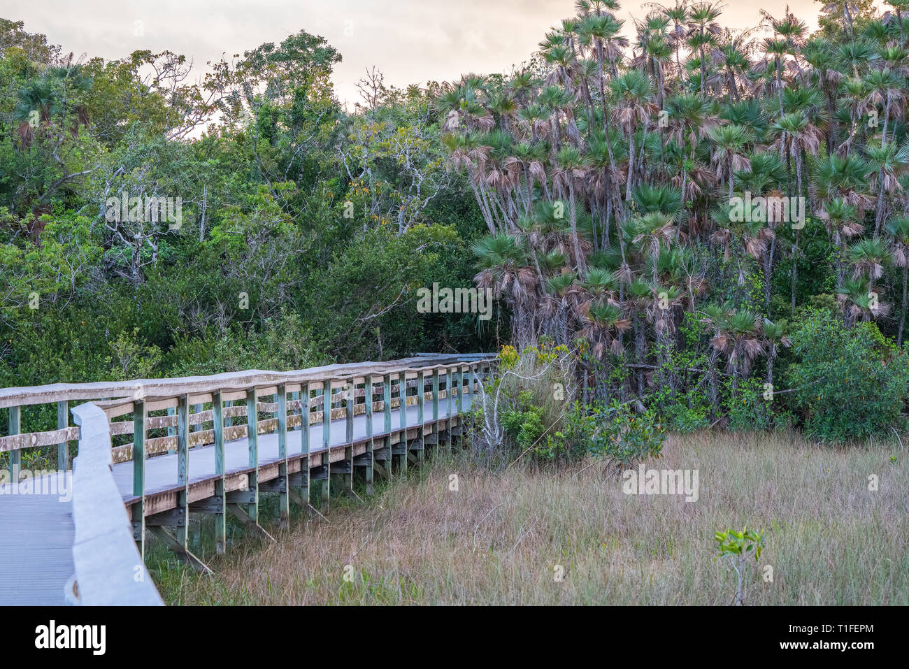 Observation Boardwalk through Everglades National Park Cypress forest in Florida Stock Photo