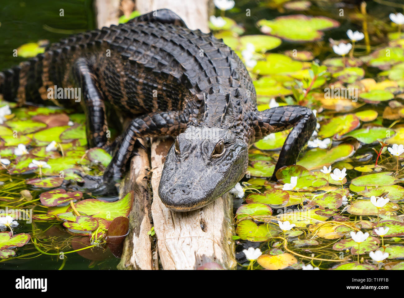 Mid sized American Alligator resting on log in lily pond in the Everglades National Park in Florida with flowers and lily pads showing gator details Stock Photo