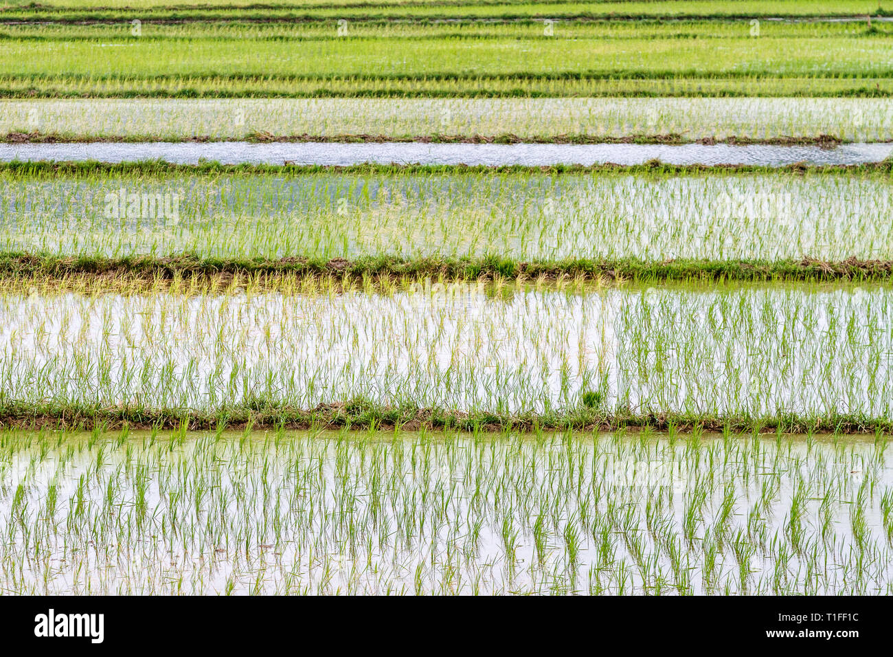 Rice field, Ninh Binh Province, Vietnam Stock Photo