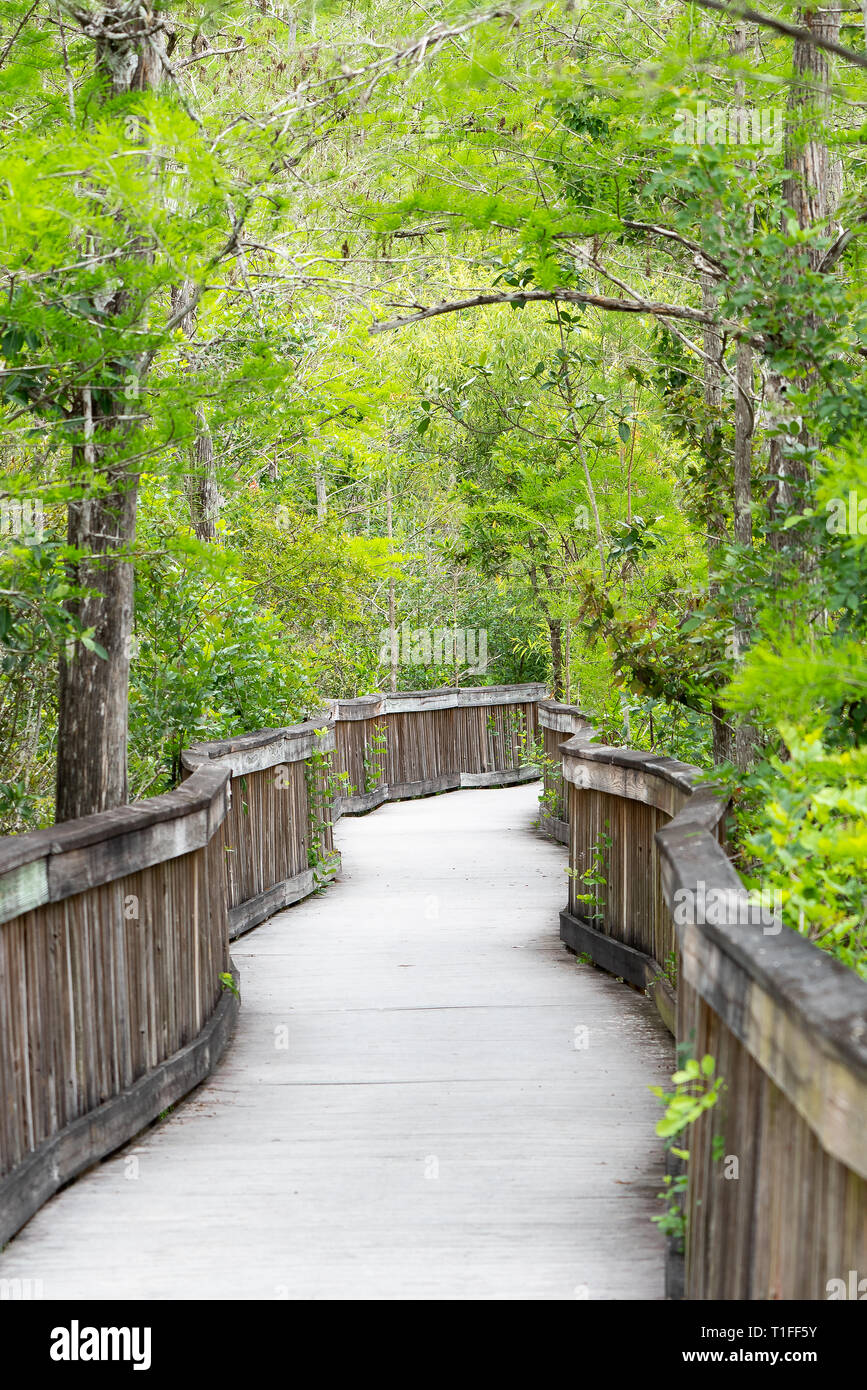 Observation Boardwalk through Everglades National Park Cypress forest in Florida Stock Photo