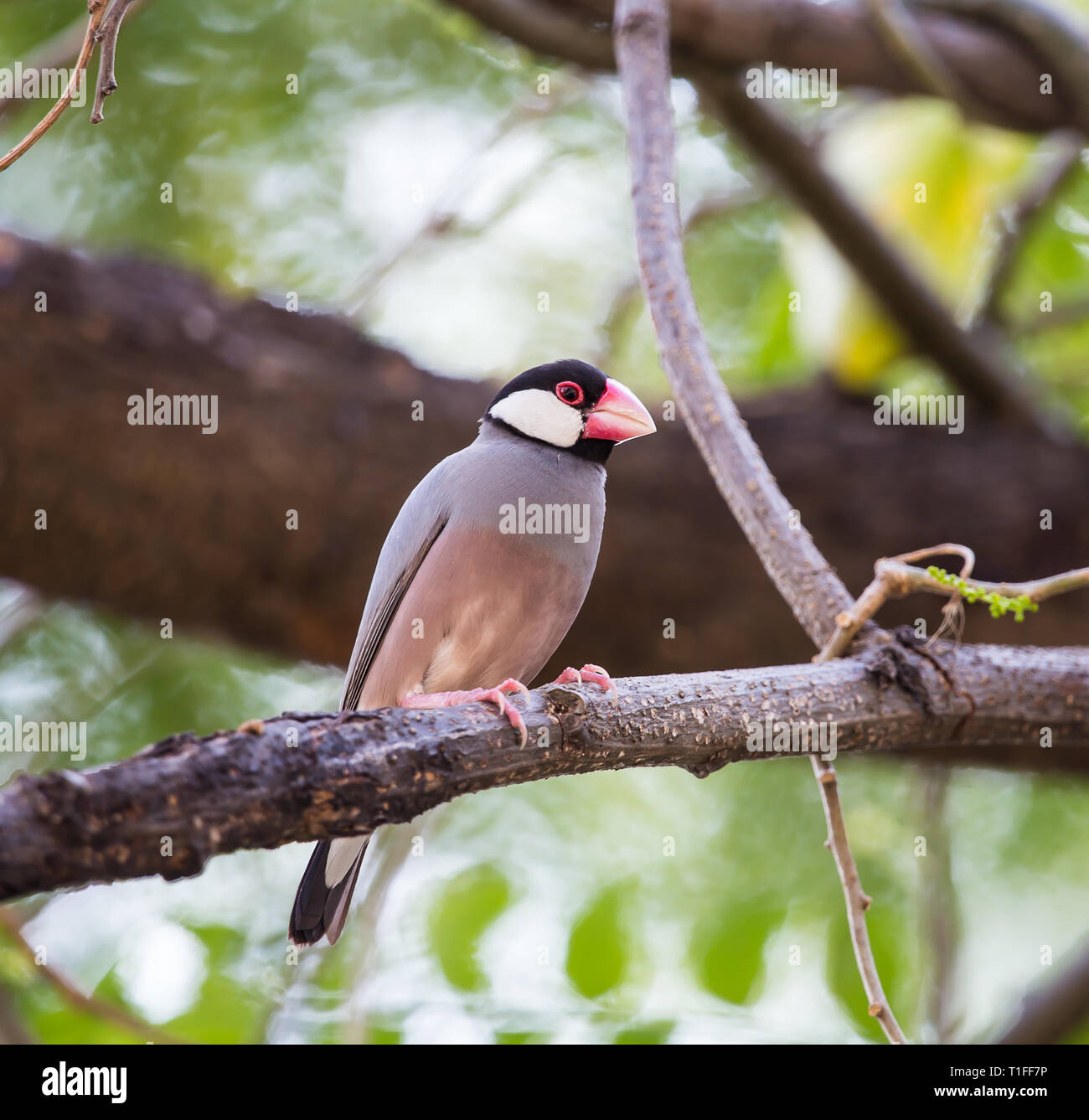 Java sparrow ( Lonchura oryzivora) The length of the mouth to the tip