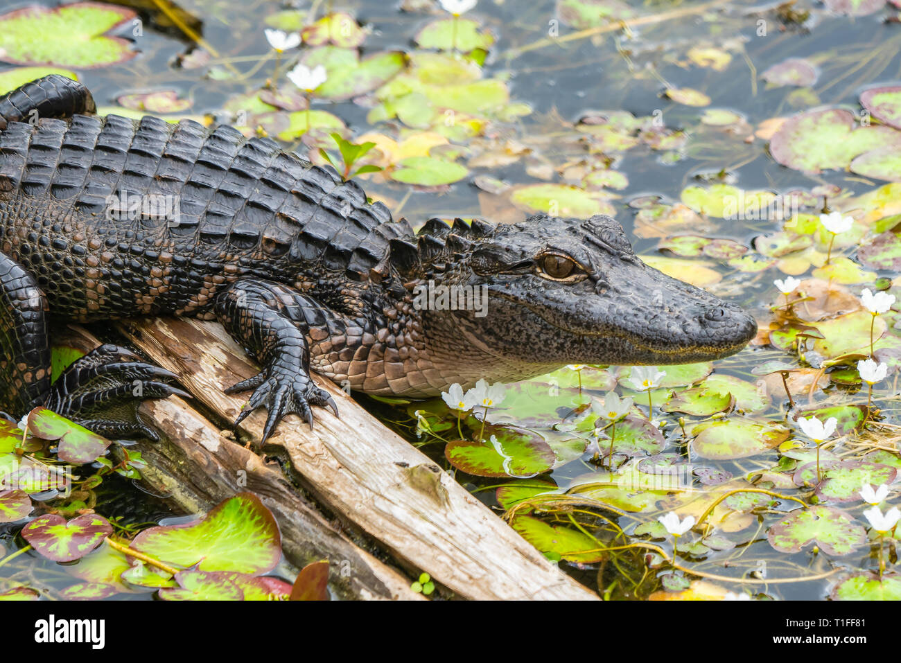 Mid sized American Alligator resting on log in lily pond in the Everglades National Park in Florida with flowers and lily pads showing gator details Stock Photo
