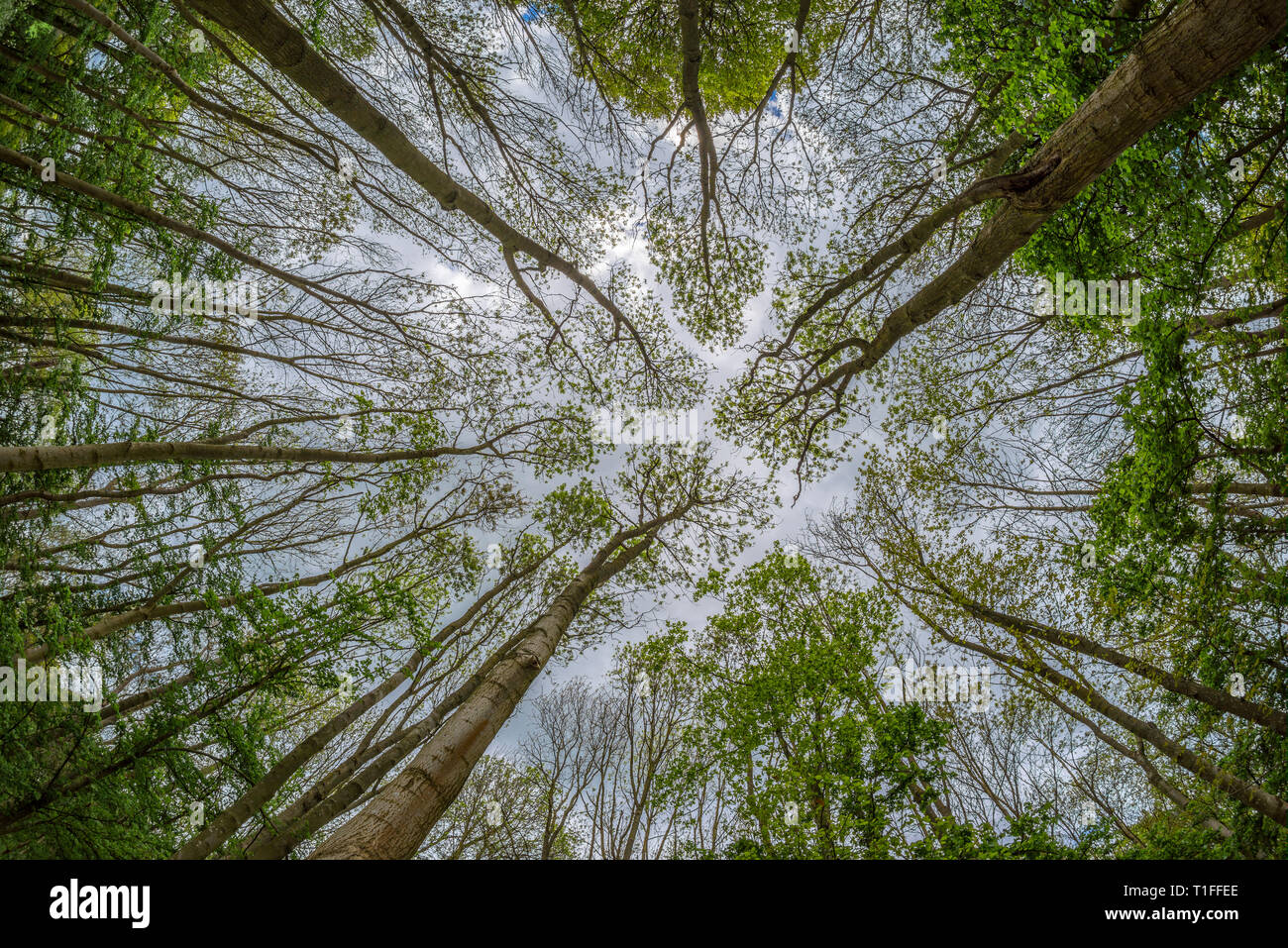 Looking directly up in Forest canopy, surrounded by trees Stock Photo ...