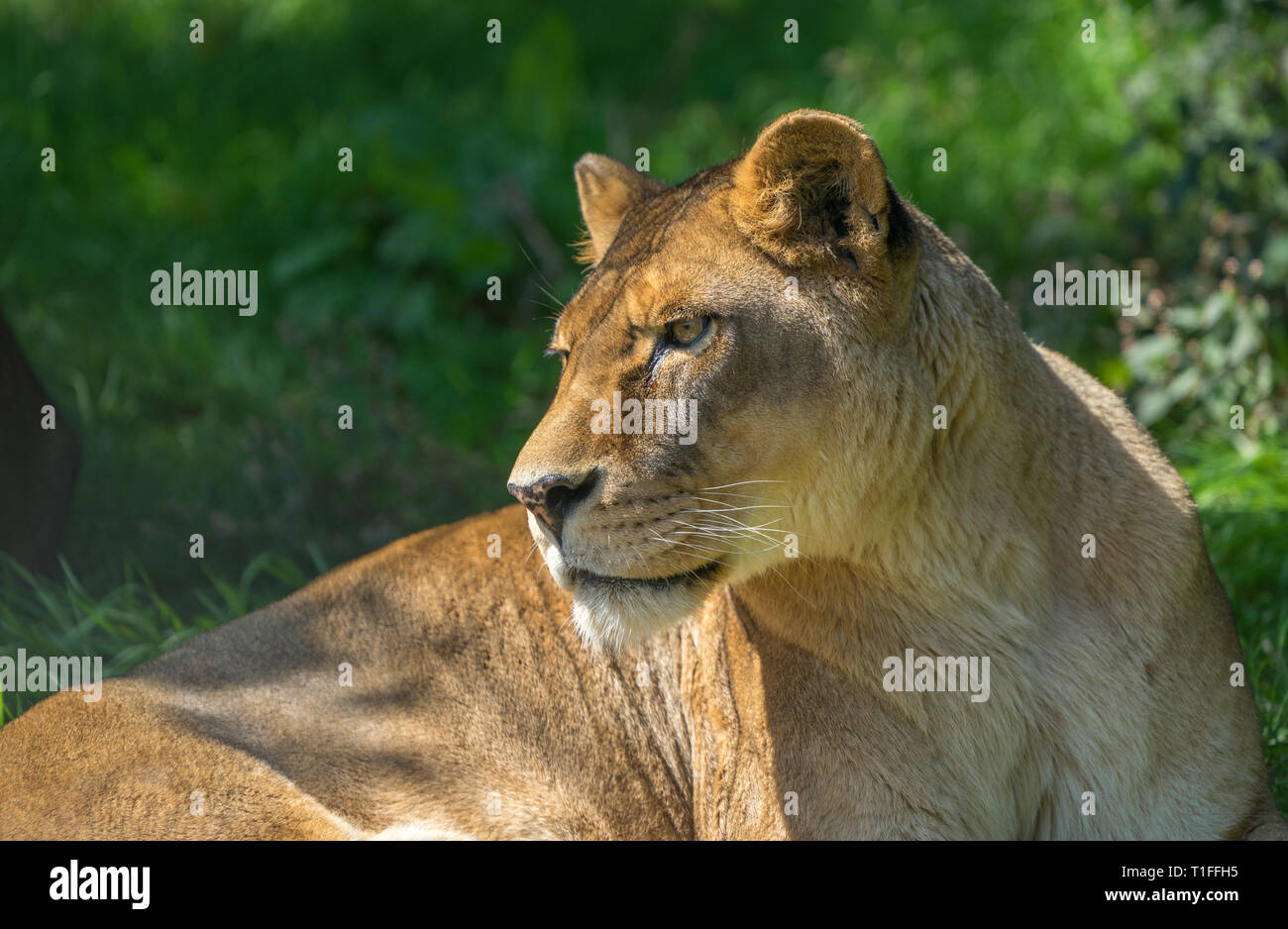 Close up of Lioness, sitting looking to the left Stock Photo