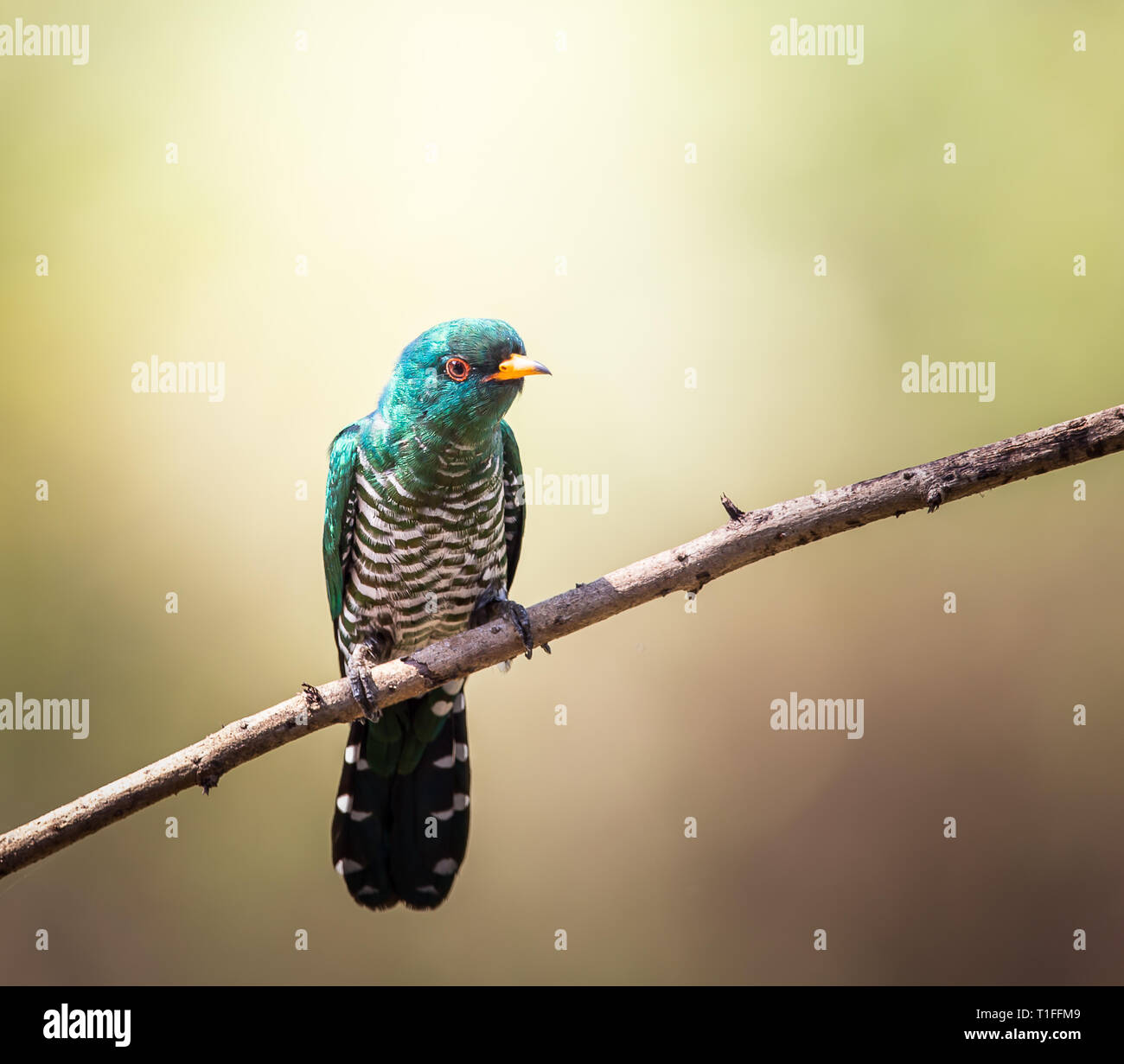 Asian Emerald Cuckoo (Chrysococcyx maculatus) Cactus Emerald is native to the tropical evergreen forests of northern India, southern China, and northe Stock Photo