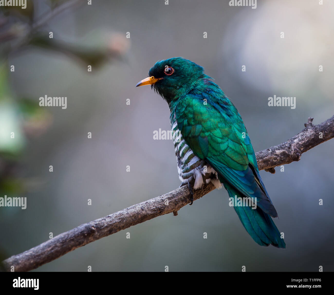 Asian Emerald Cuckoo (Chrysococcyx maculatus) General black mouth. The tail is black and white.  Male: The head, tail and tail are emerald green. Lowe Stock Photo