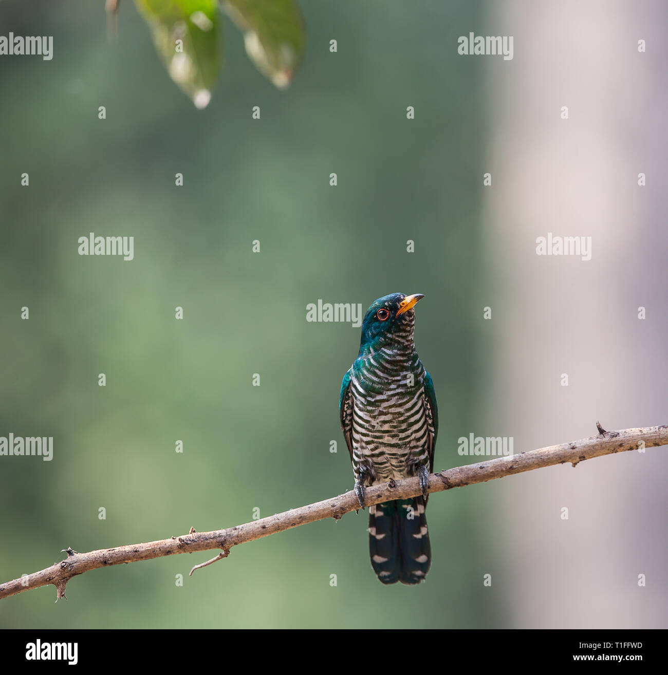 Asian Emerald Cuckoo (Chrysococcyx maculatus) Stock Photo
