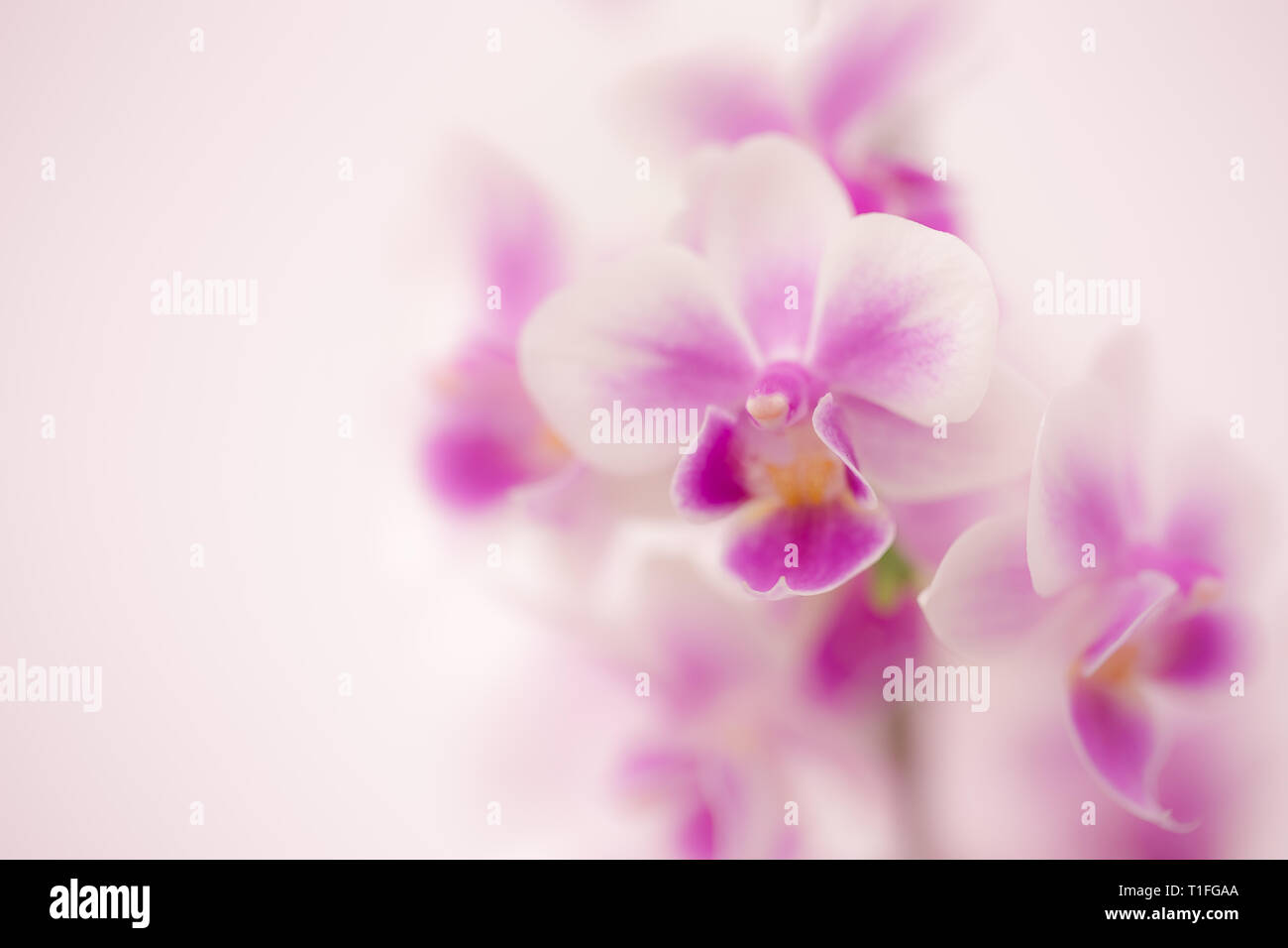 Purple blossom orchid with white backdrop. Stock Photo