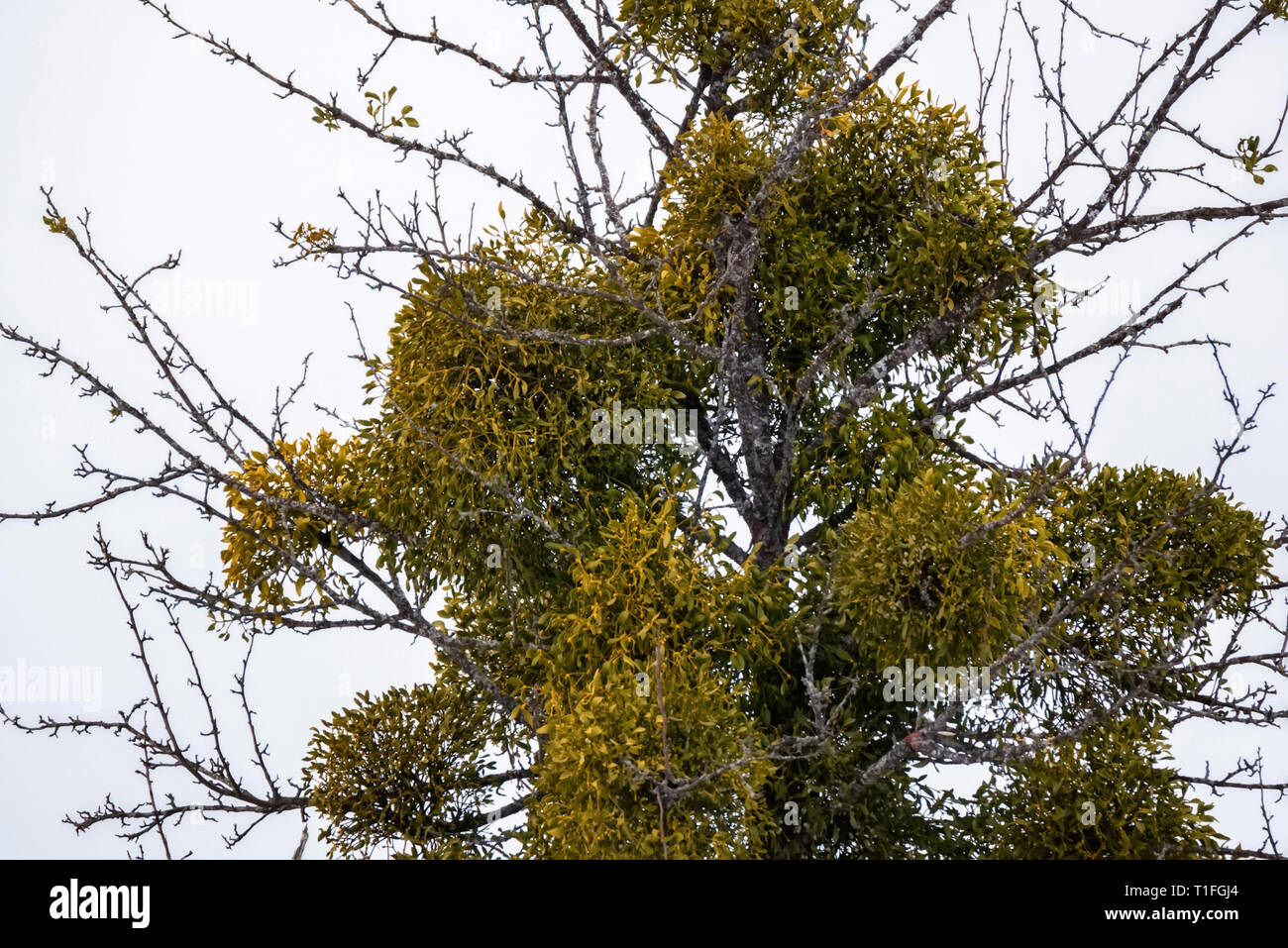 Green Viscum mistletoe tree against grey sky Stock Photo