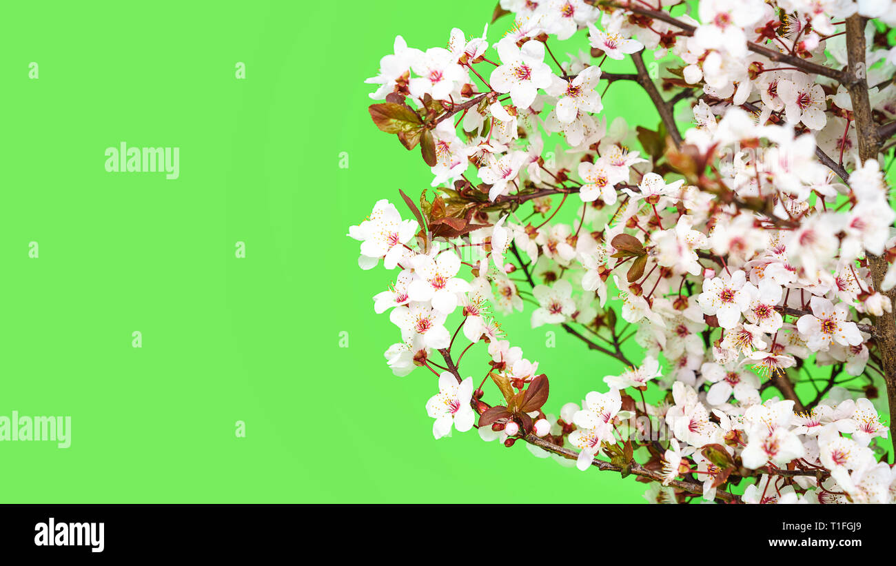 Beautiful cherry blossom on green background Stock Photo - Alamy