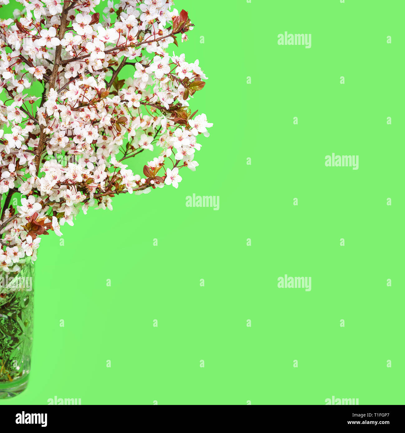 Beautiful cherry blossom on green background Stock Photo - Alamy