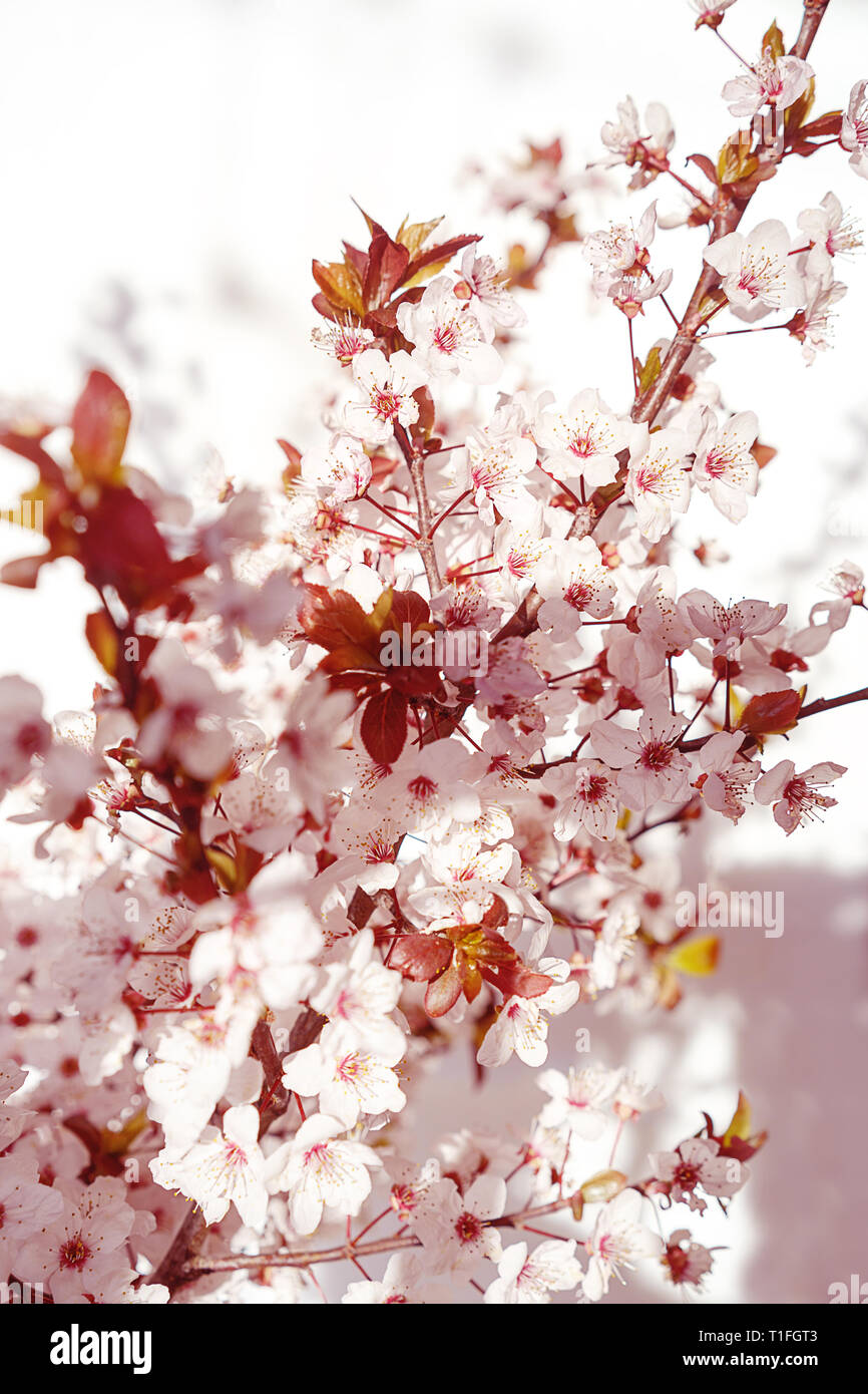 Blooming tree with white, pink flowers in morning sunshine and shadow,  blurred sunlight. Soft focus. Spring blossom flower background Stock Photo  - Alamy
