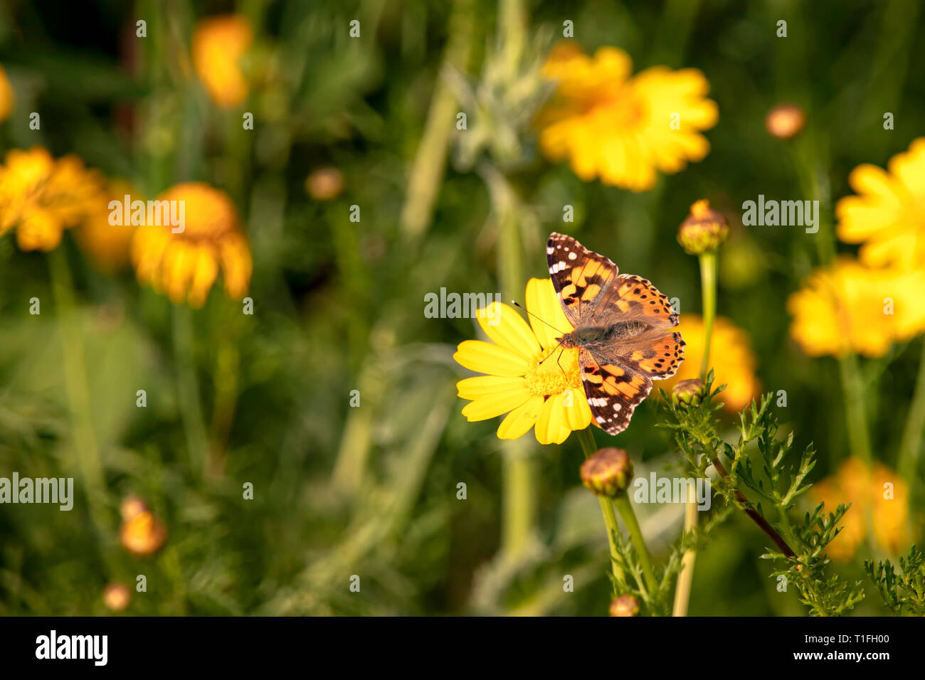 Butterfly Vanessa cardui sitting on a flower of yellow wild chrysanthemum during migration from Africa to Europe through Israel Stock Photo