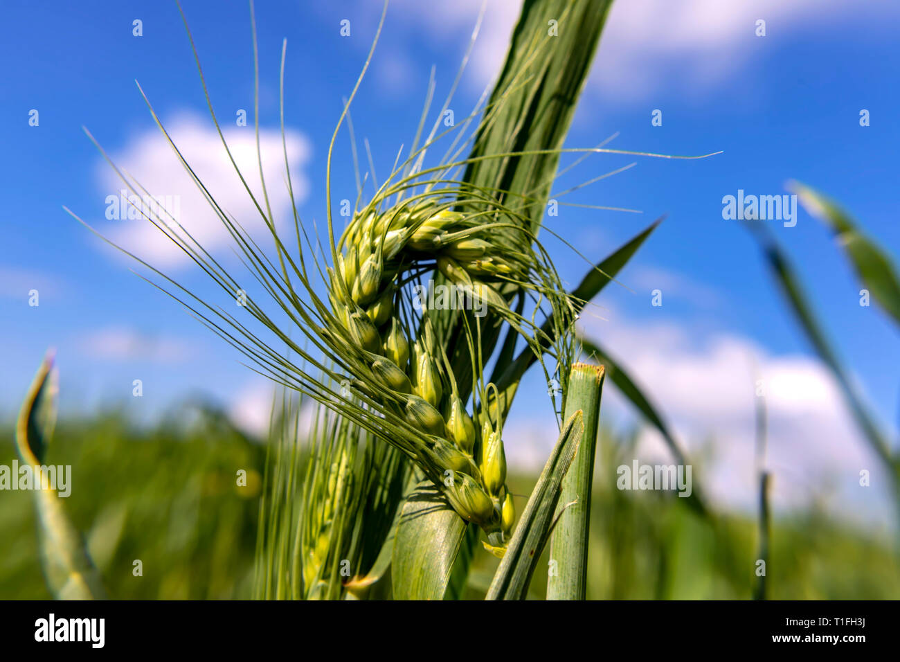 Green ears of wheat against the blue sky with clouds Stock Photo - Alamy