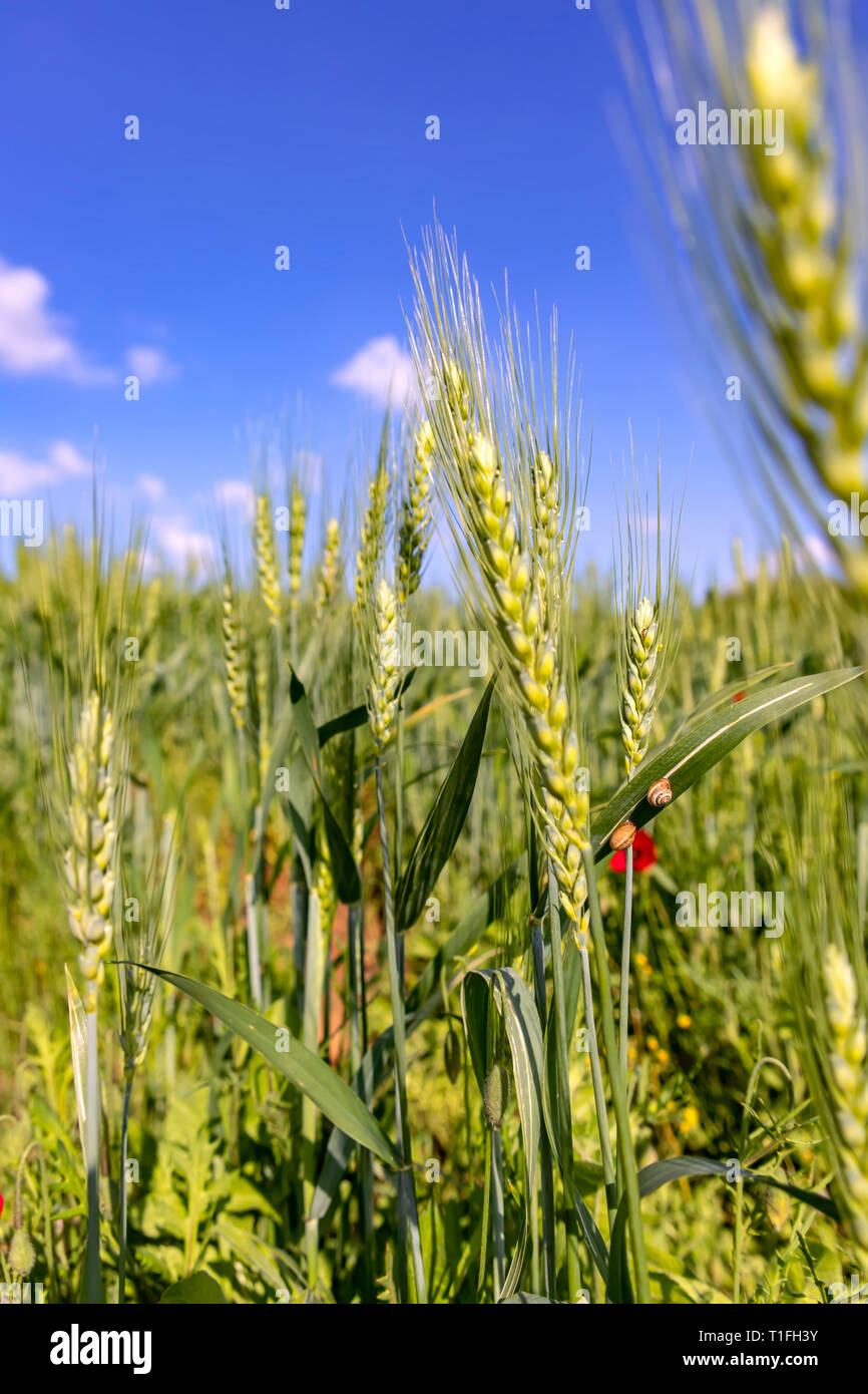 Green ears of wheat against the blue sky with clouds Stock Photo - Alamy