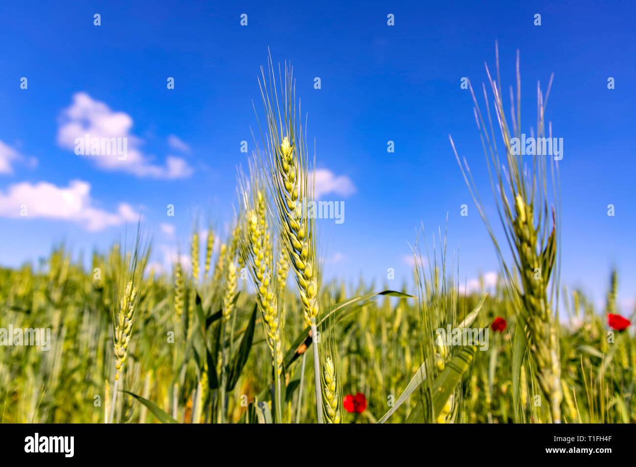 Green ears of wheat against the blue sky with clouds Stock Photo - Alamy