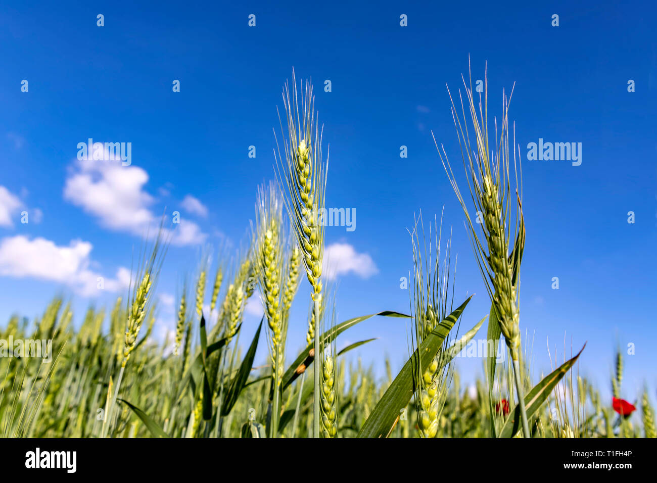 Green ears of wheat against the blue sky with clouds Stock Photo - Alamy