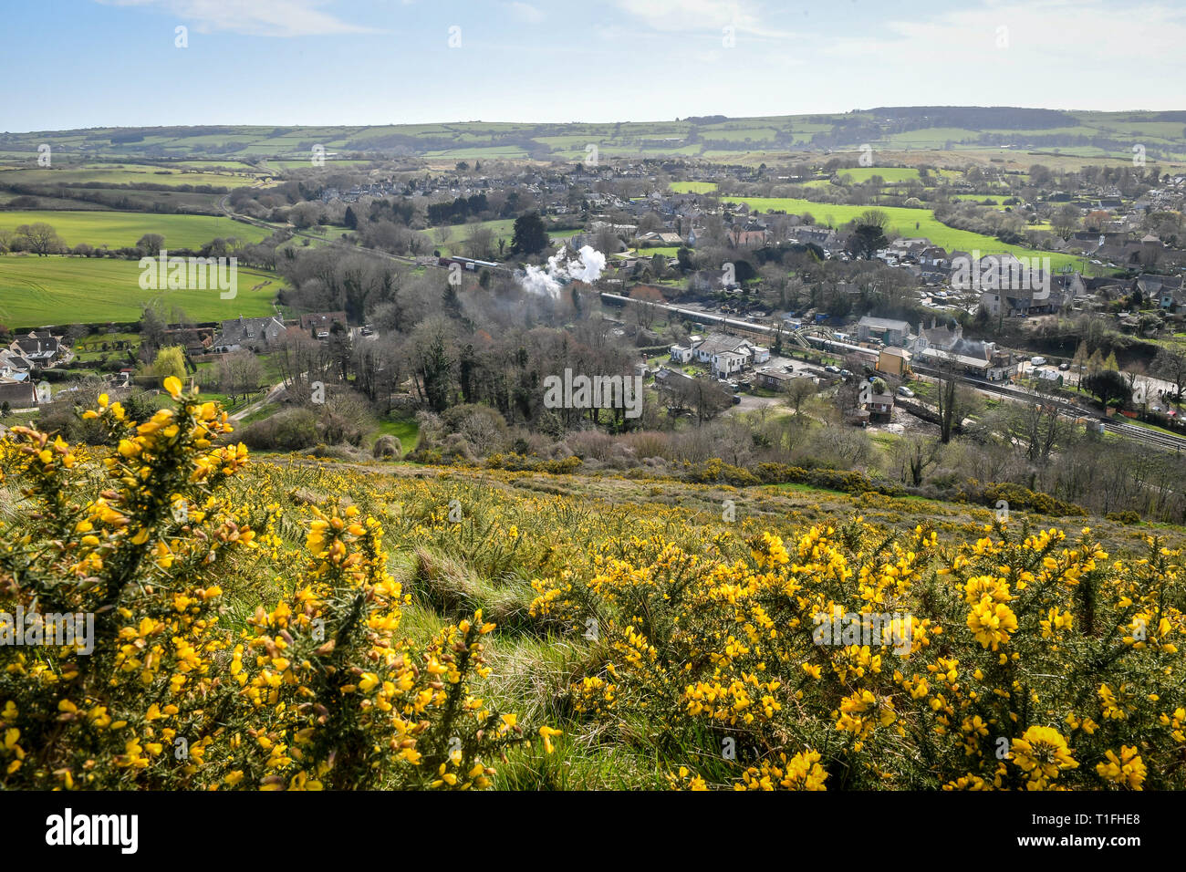 Bright yellow gorse flowers fill a hillside as a steam train passes through Corfe Castle train station in bright sunshine, as temperatures are set to increase across the UK this week. Stock Photo