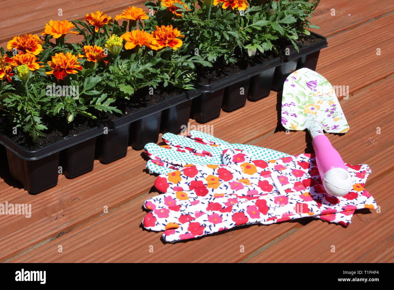 Marigold flowers with hand gloves Stock Photo
