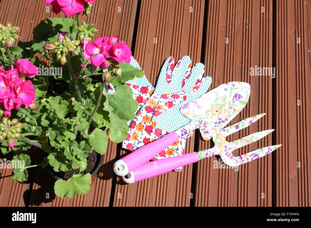 Pink geranium flowering plants with garden tools Stock Photo