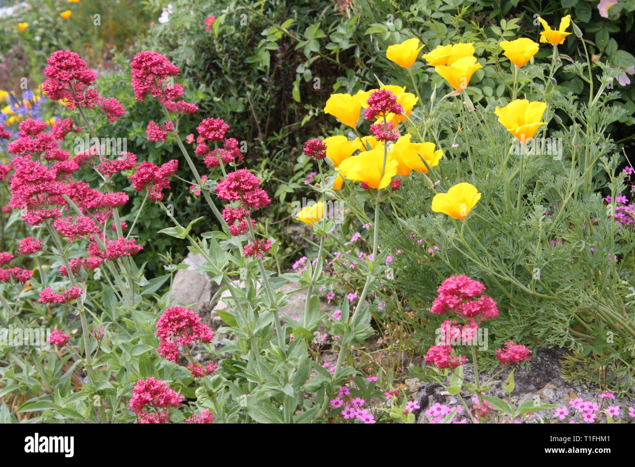 Yellow california poppy flowers Stock Photo