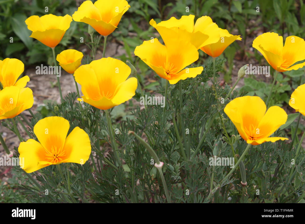 Yellow california poppy flowers Stock Photo