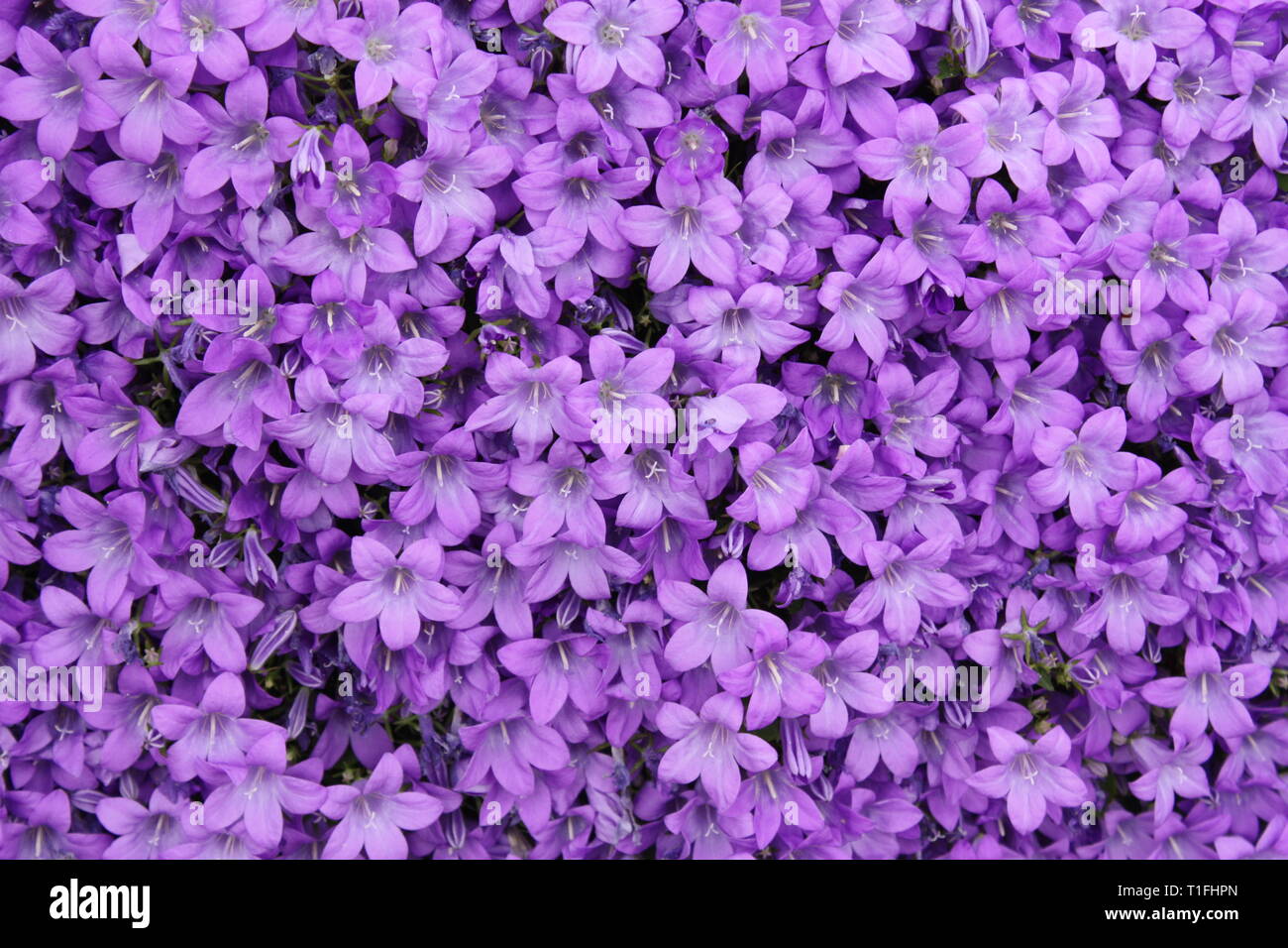 Violet flowers in summer Stock Photo