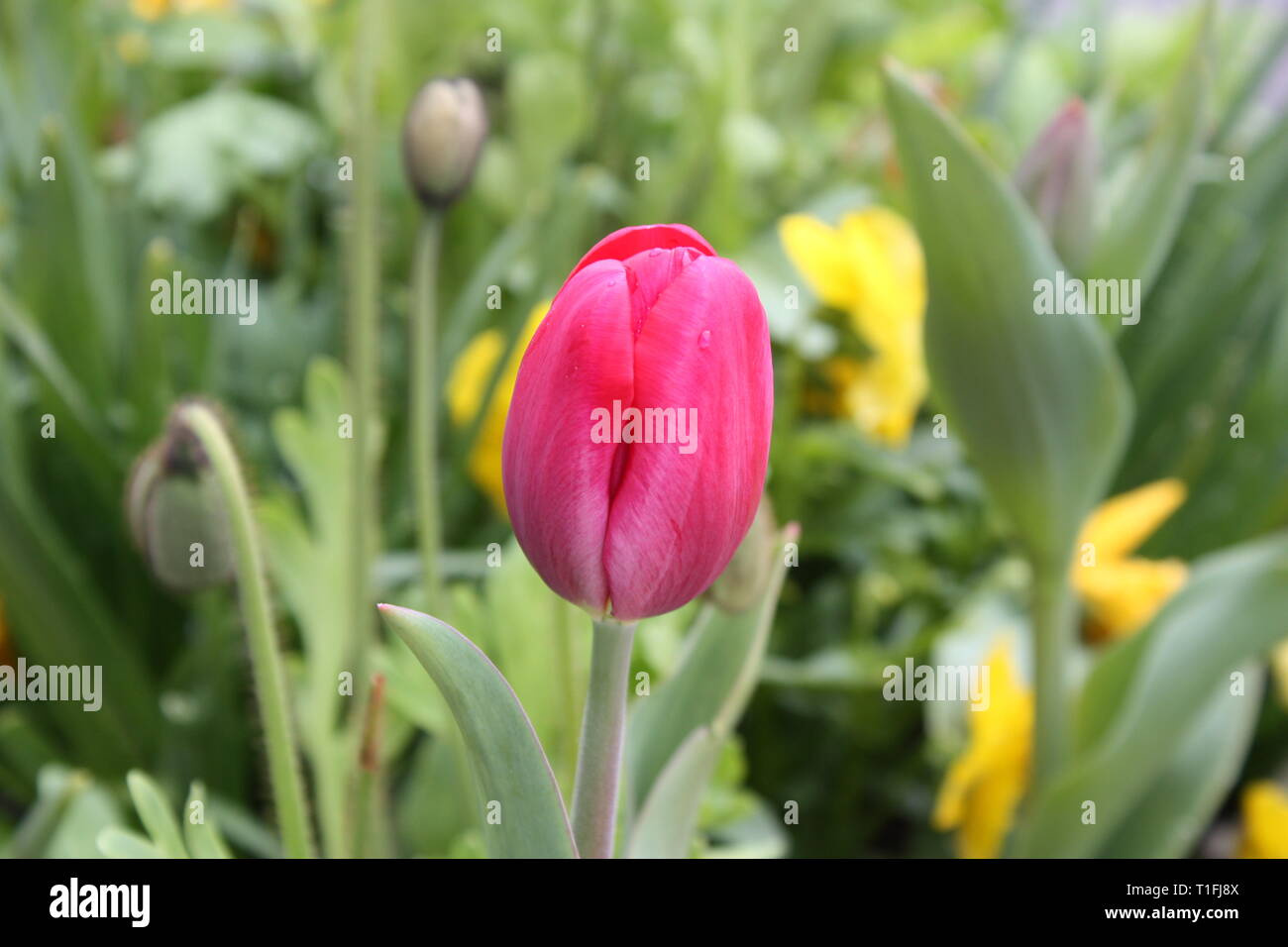 Tulips flowers in spring season Stock Photo