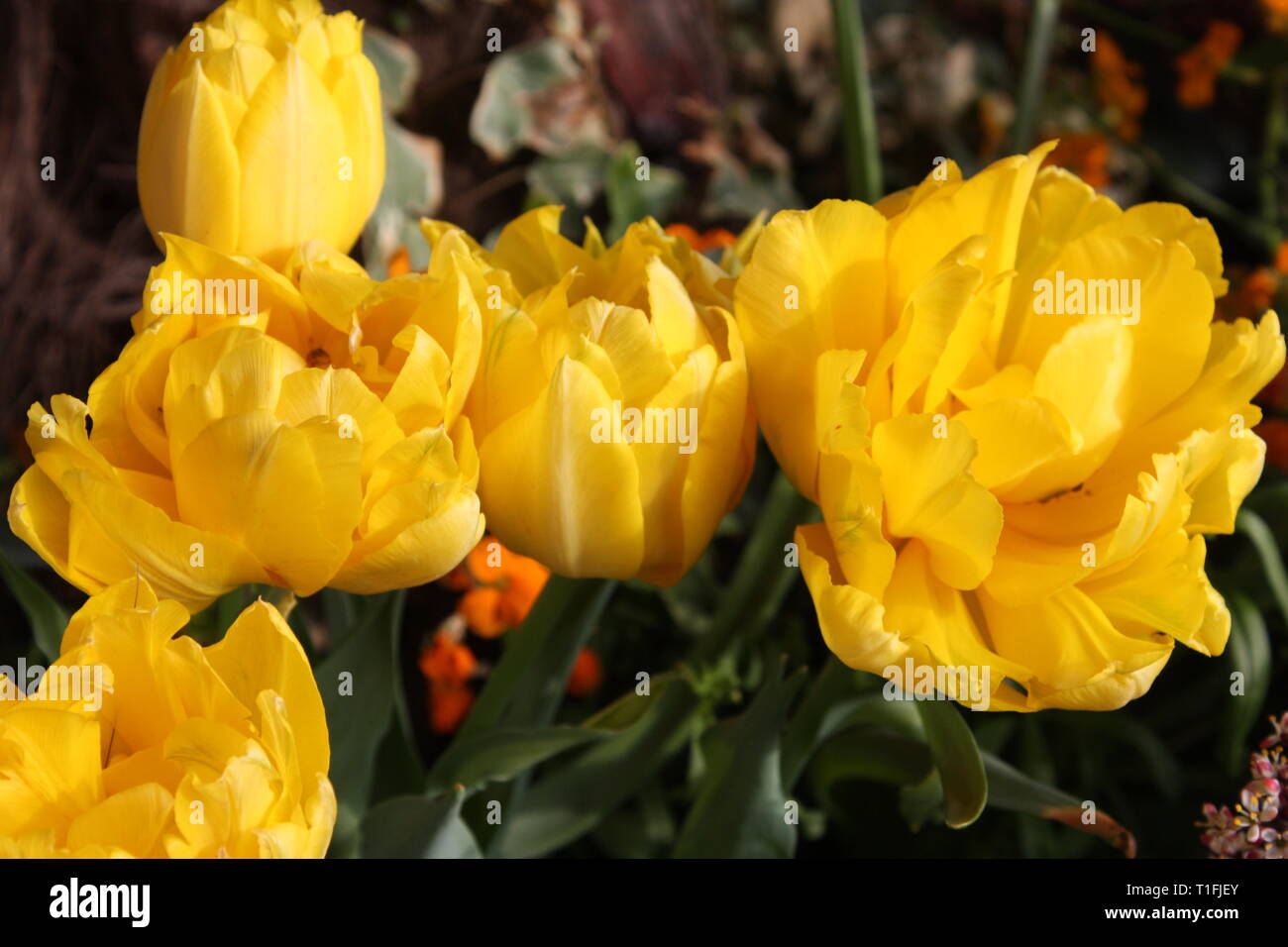 Tulips flowers in spring season Stock Photo