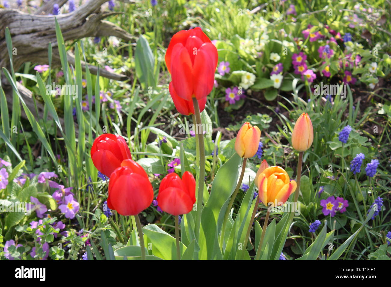 Colourful spring flowers Stock Photo