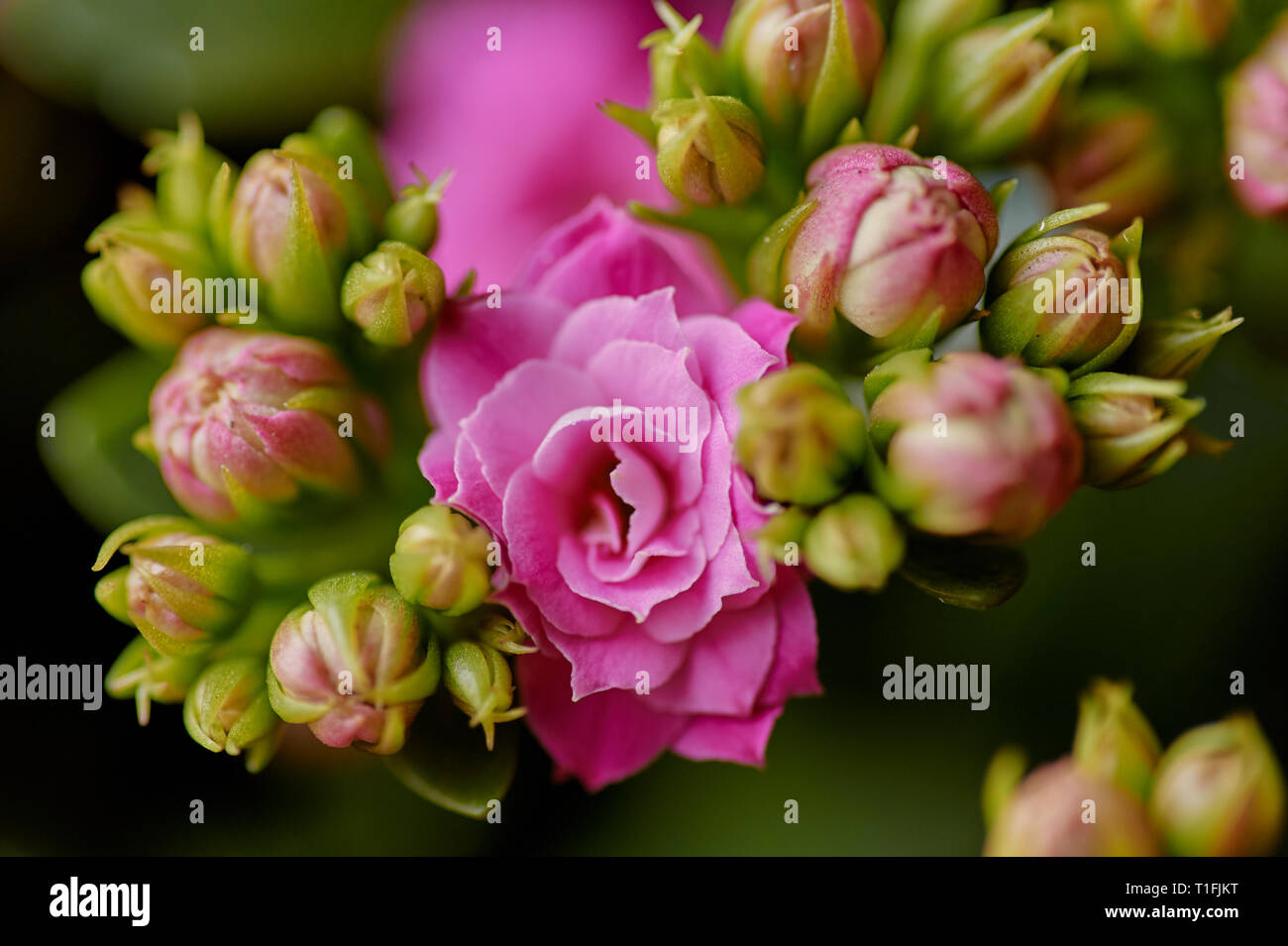 Dwarf Rose Stock Photos & Dwarf Rose Stock Images - Alamy
