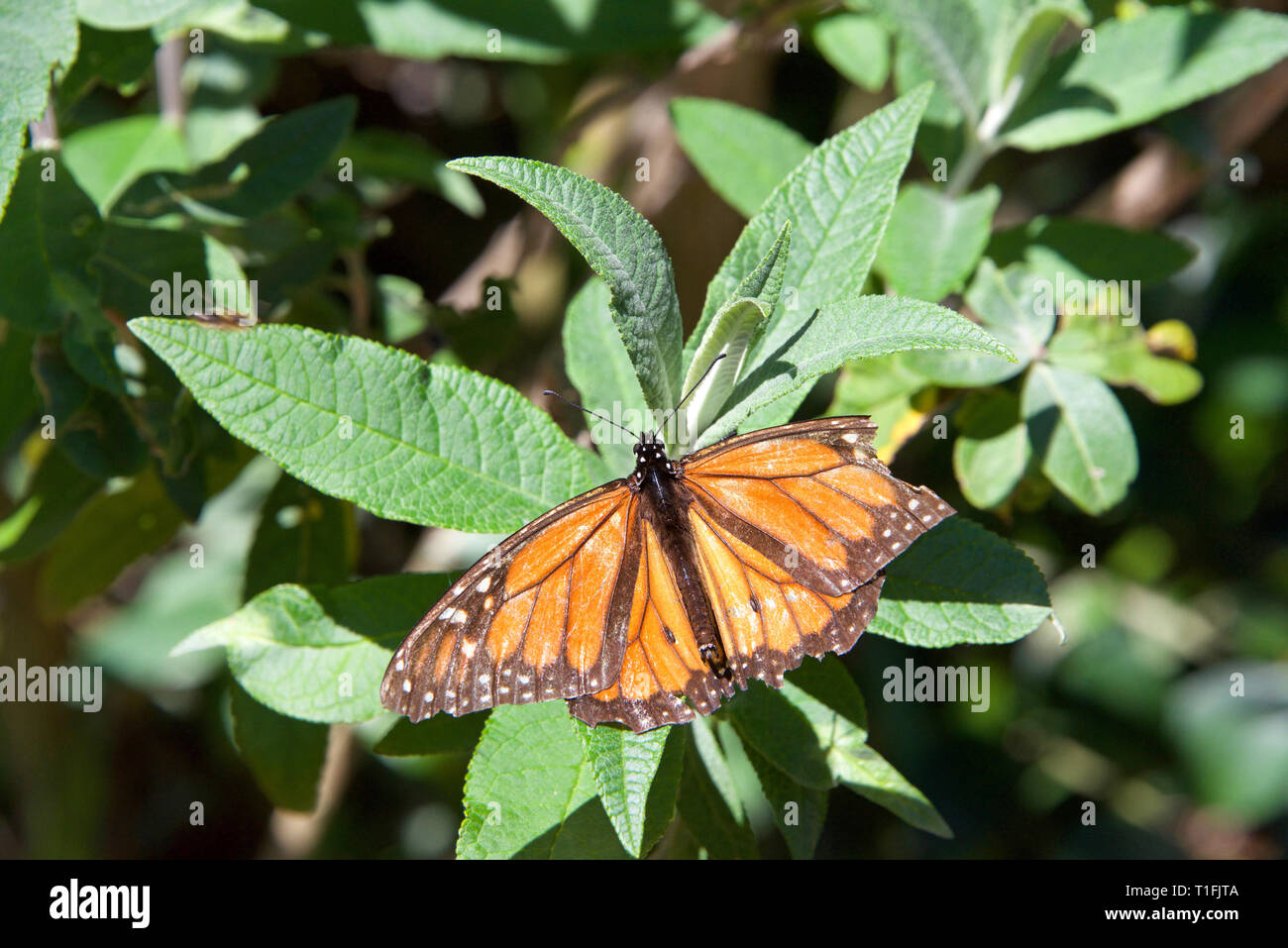 tattered Monarch butterfly with broken wing on green leaves. It may be the most familiar North American butterfly, and is considered an iconic pollina Stock Photo