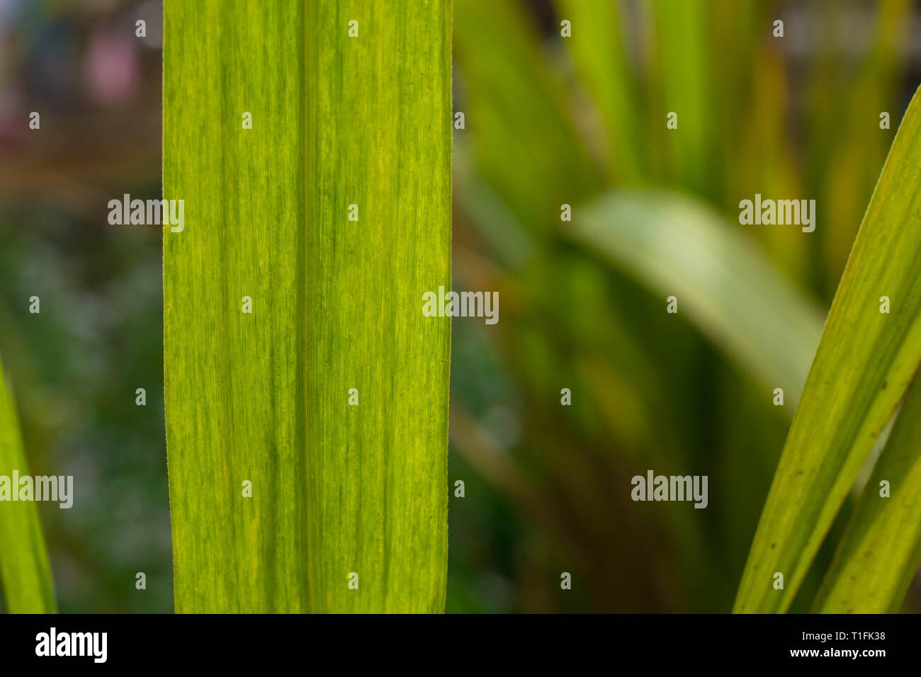 macro shot of green sugarcane leaves with beautiful patterns. Stock Photo
