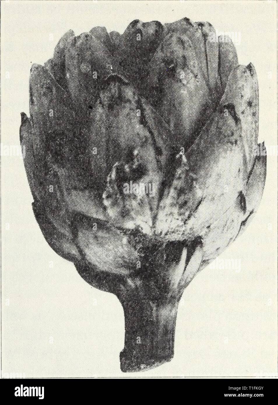 Diseases of truck crops  Diseases of truck crops / Ralph E. Smith  diseasesoftruckc119smit Year: 1940  6 California Agricultural Extension Service [Cir. ii9 DISEASES BY CROPS ARTICHOKE (GLOBE)' Bud Rot, Mold.—The common gray-mold fungus, Botrytis cinerea, sometimes attacks artichokes in the field or in shipment, just as it affects heads of lettuce, bunches of grapes, ripe fruit, and other fleshy material. The bud scales are rotted and covered with a brownish-gray, dusty    Fig. 1.—Bud rot of artichoke. growth of mold (fig. 1). This disease is greatly favored by rain, fog, or high humidity. The Stock Photo