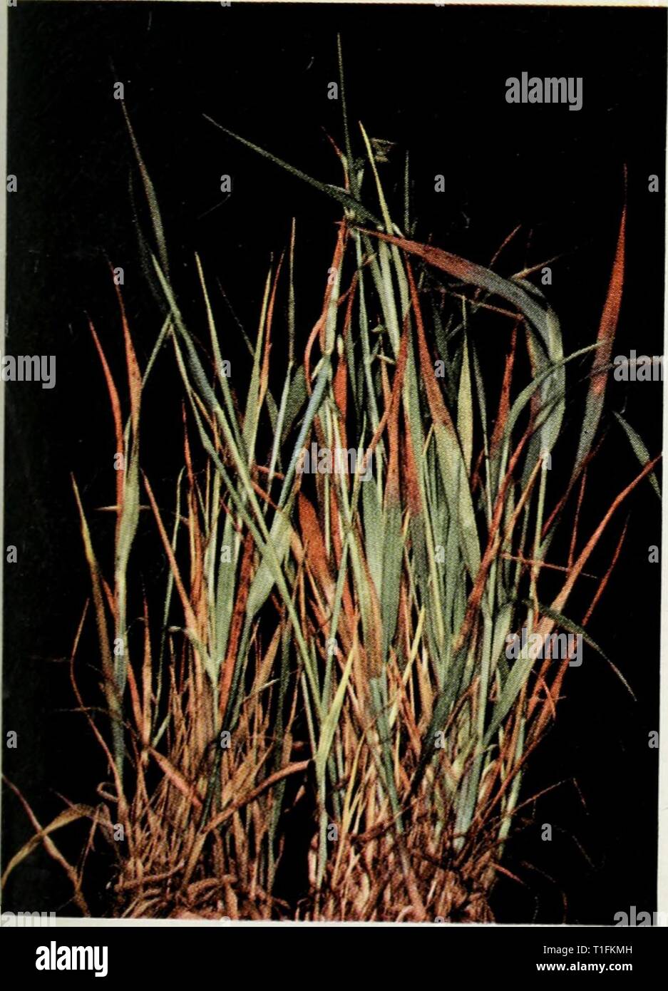 Diseases wheat oats barley rye hires stock photography and images Alamy