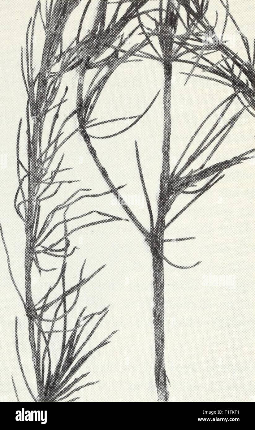 Diseases of truck crops  Diseases of truck crops / Ralph E. Smith  diseasesoftruckc119smit Year: 1940  Fig. 2.—Spore pustules of rust on asparagus tops. choke,' p. 7 ; 'Wet Rot' under 'Beet,' p. 23; 'Root Rot' under 'Cruci- fers,' p. 42; and other diseases caused by species of Phytophthora.) A satisfactory method of disinfecting the water used for washing aspara- gus has not been found. Rust.—The principal symptom of this disease is a dusty, red rust of the bushy tops which grow up each year after the asparagus cutting stops (fig. 2). Such tops when disturbed give off clouds of red dust, which Stock Photo