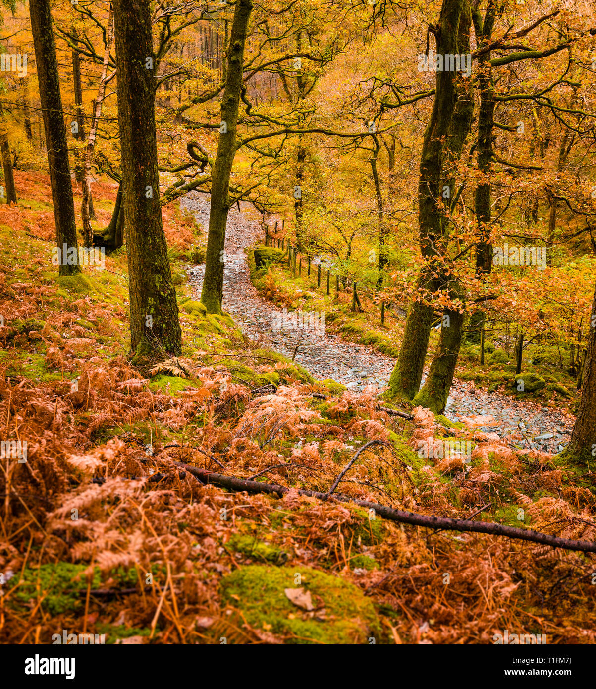 From Castle Crag in Borrowdale walking between the mountains on the path towards Dalt Wood taking in the Autumnal colours from the trees & ferns. Stock Photo