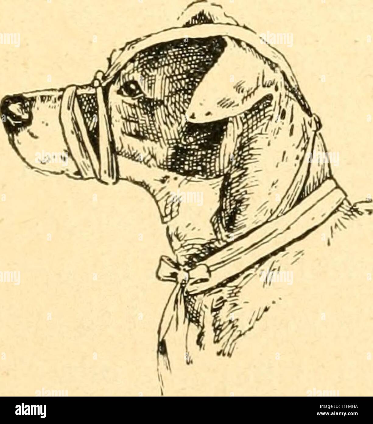 The dog Management in health, The dog. Management in health, treatment in disease  dogmanagementinh00john Year: 1900  IIIIIIIIIIIIIIIIIIIIIIIIIIIIIIIIIIIIIIIMIIIIIIIIIIIIIIIIIIIIIIIIIMMIIIIIIIIIIIIKIIIIIIXKIIIIl!, THE NORMAL TEMPERATURE — PULSE — RESPIRATION. TEMPERATURE. {Per Rectum.') Ranges from 100 to 102°. PULSE. {Taken at the Inside of Thigh.) Pulse at Birth, ranges from 130 to 160 beats per minute. Pulse during first three months ranges from 120 to 140 beats per minute. Pulse from three months to one year, ranges from 90 to 110 beats per minute. Pulse after one year of age, ranges from  Stock Photo