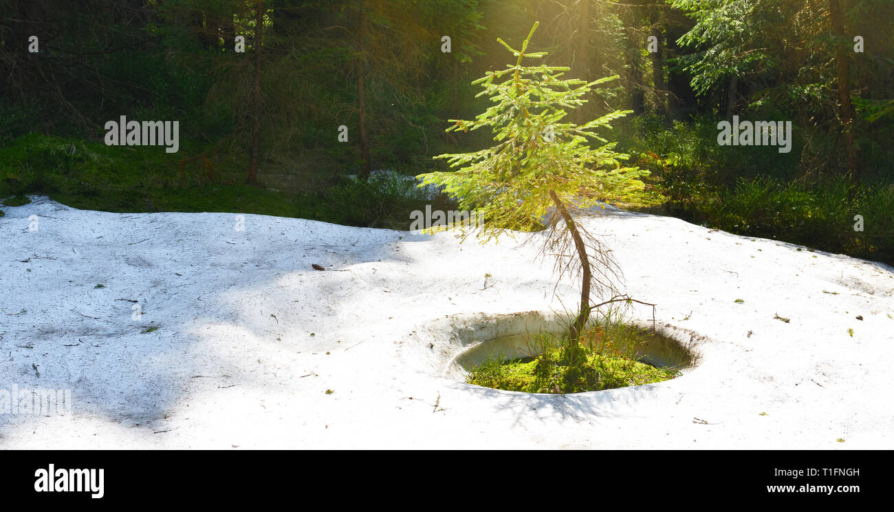 Young fir tree hi-res stock photography and images - Alamy