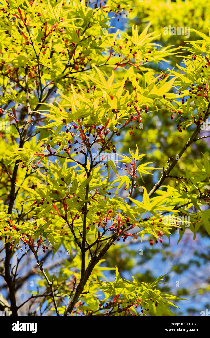 Japanese  maple -acer palmatum - tree  , beautiful green leaves with red flowers  ,leaves with seven lobes and  pointed lobes Stock Photo