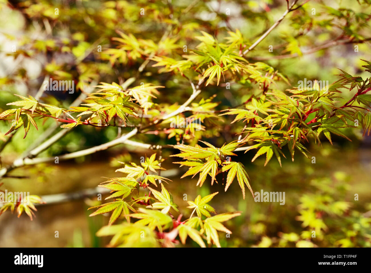 Japanese  maple -acer palmatum - tree  , beautiful green leaves with red edges  ,leaves with seven lobes and  pointed lobes Stock Photo