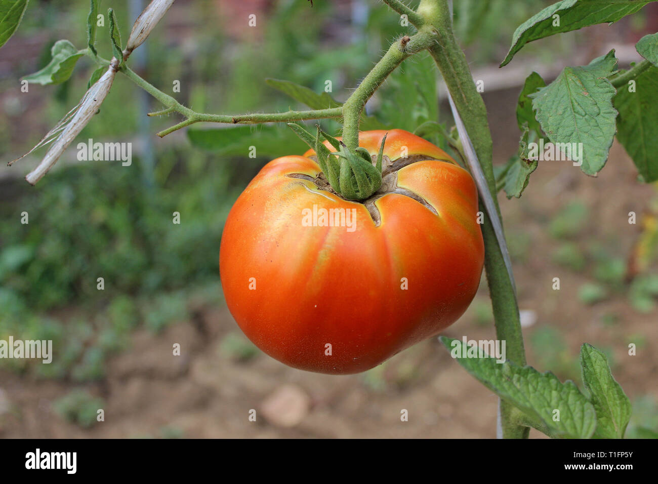 Red tomato fruit growing on a vine in an organic garden Stock Photo Alamy
